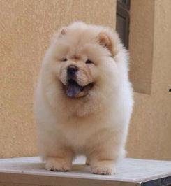 松狮明星,毛茸茸的明星风采与魅力